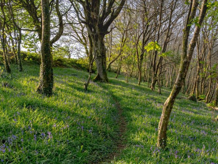 A path through bluebless at Trevaylor Woods in Cornwall