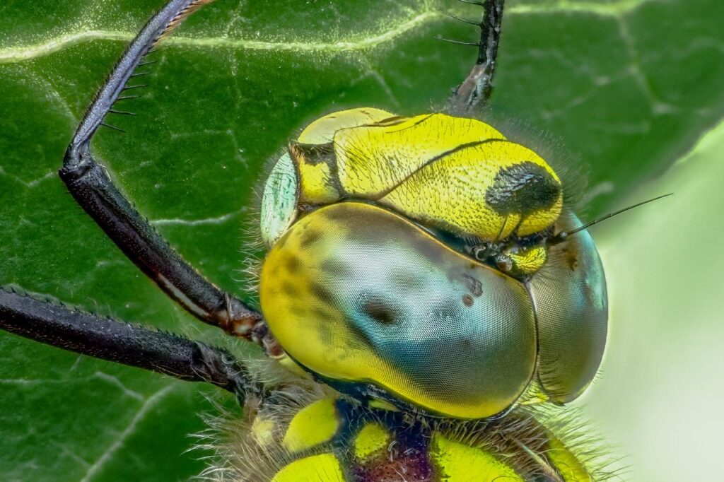 Extreme close-up of a southern hawker dragonfly. A macro photo by Matt george.
