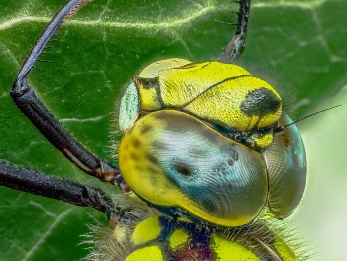 Macro close-up on the dace of a southern hawker dragonfly's compound eyes.