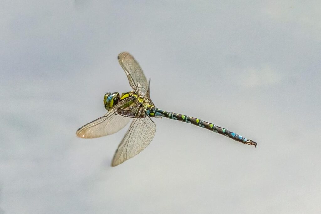 Male southern hawker dragonfly flying over a lake by Matt George