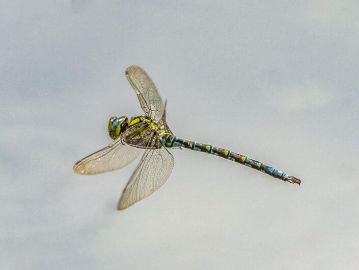 Southern hawker dragonfly caught in flight over a lake