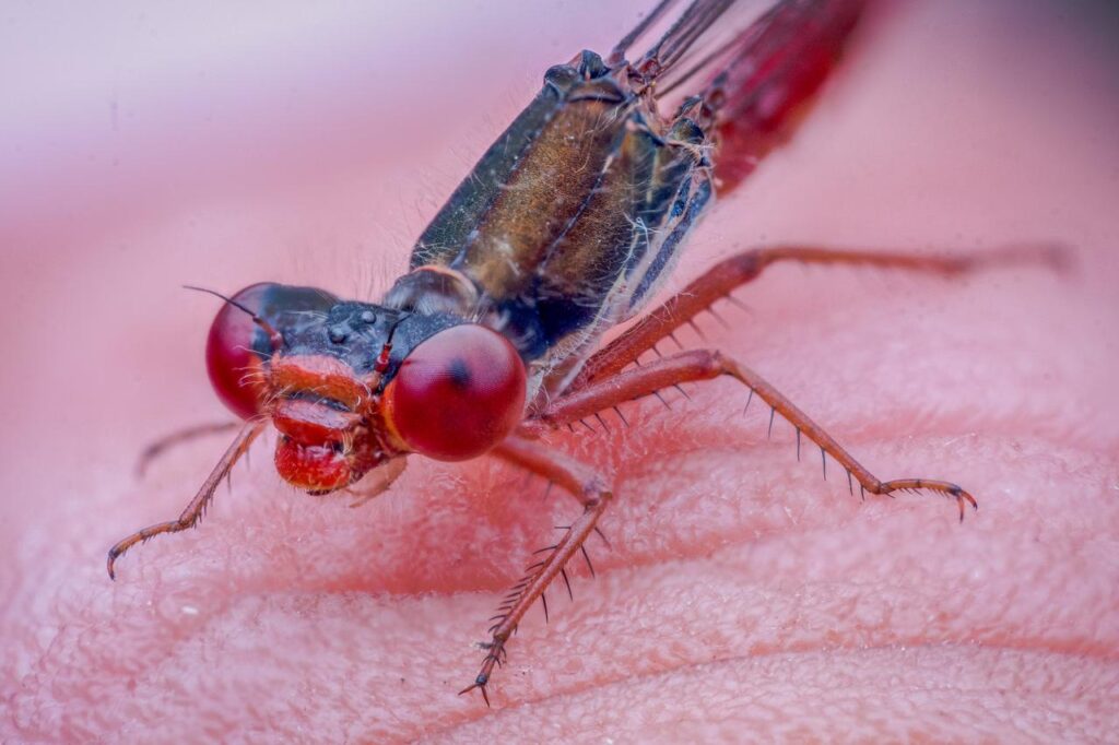 A small red damselfly lands on the finger of photographer Matt George during a macro photography session