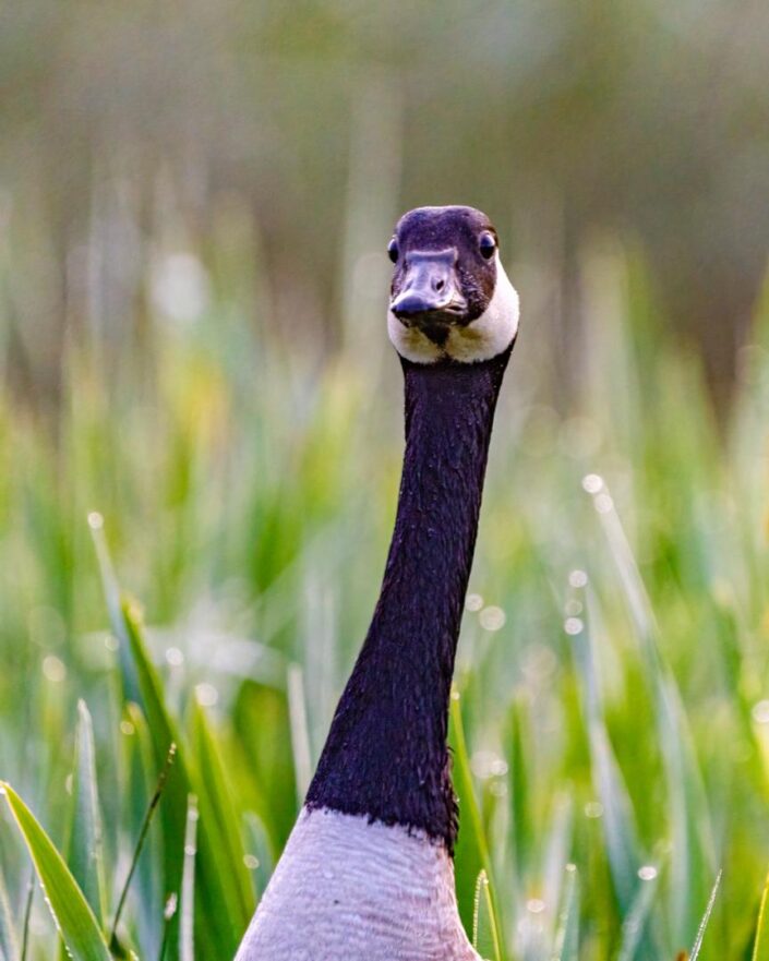A Canada goose's long neck peers out of the marsh