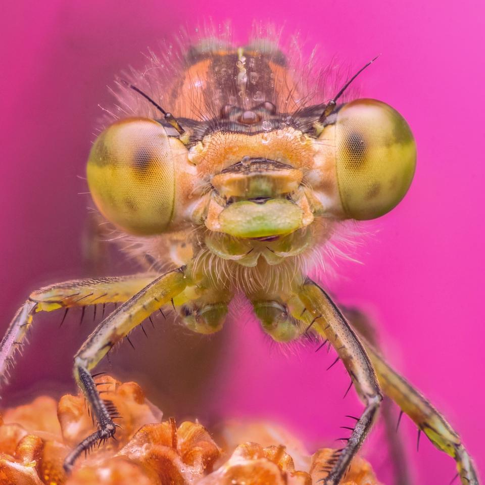 Extreme close-up of a common blue damselfly sitting on a flower with a pink flower background. A macro photo by Matt George.