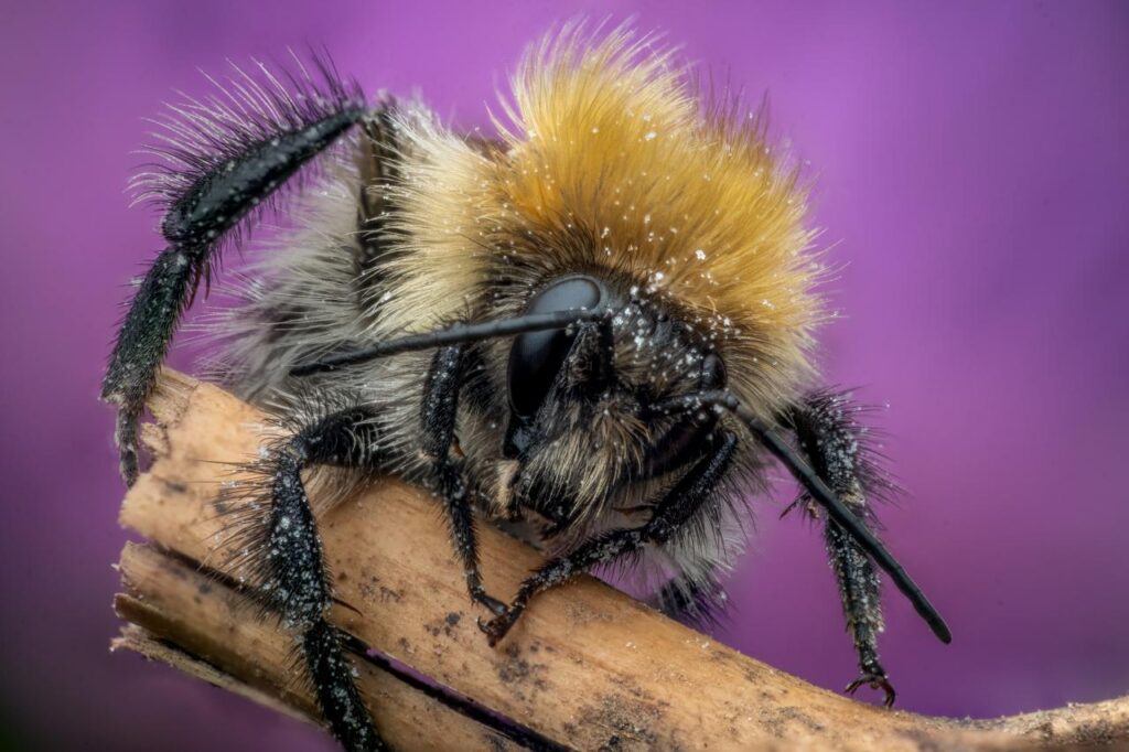 A sleepy common carder bee has a quick rest on a stick whilst Matt George takes an extreme close-up macro photograph.