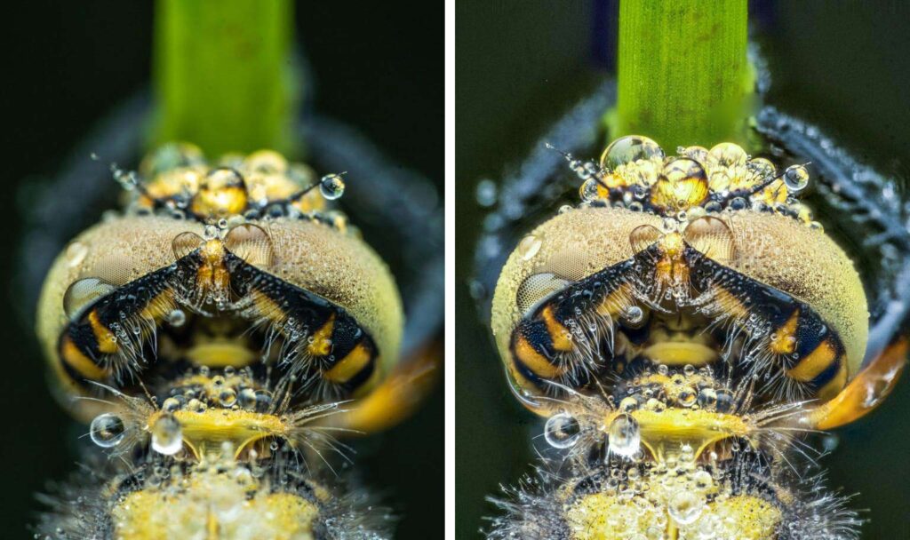 A side-by-side comparison of a single image of a dragonfly, versus a focus stack of 15 images. Photo by Matt George.