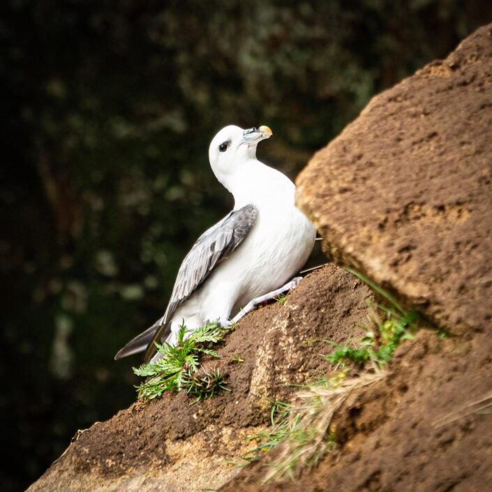 A fulmar nesting on the side of a sea cave in Cornwall.