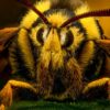 A rare macro close-up of a hornet moth