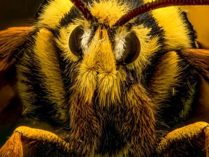 A rare macro close-up of a hornet moth