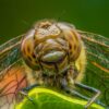 Macro close up of a common darter dragonfly
