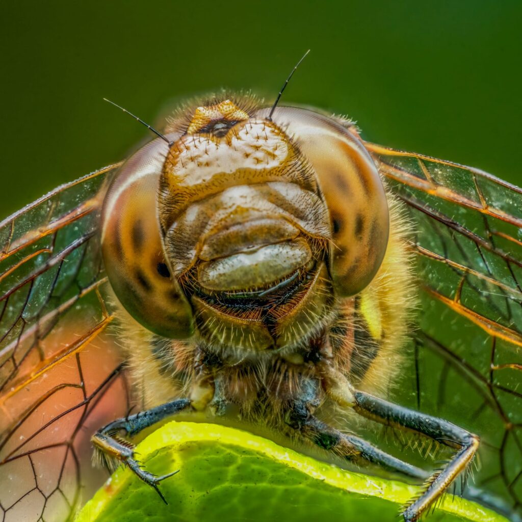 Extreme close-up of a common darter dragonfly. Photo taken at Boscathnoe Reservoir, Penzance, by Matt George.