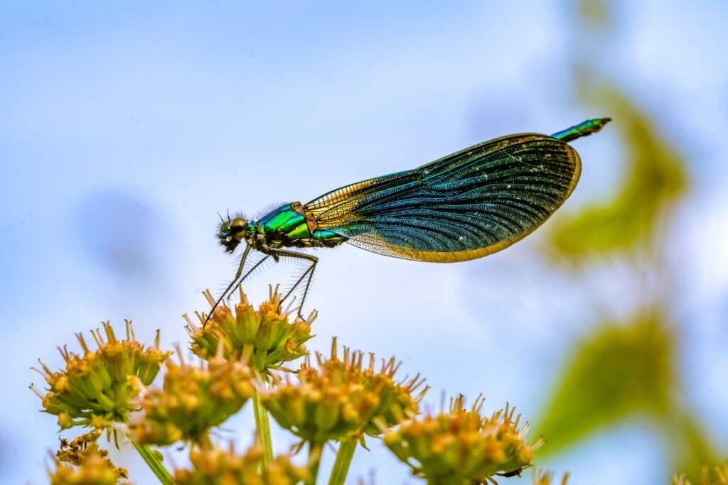 A close-up macro photograph of a beautiful demoiselle perching on cow parsley in St. Just, Cornwal. 