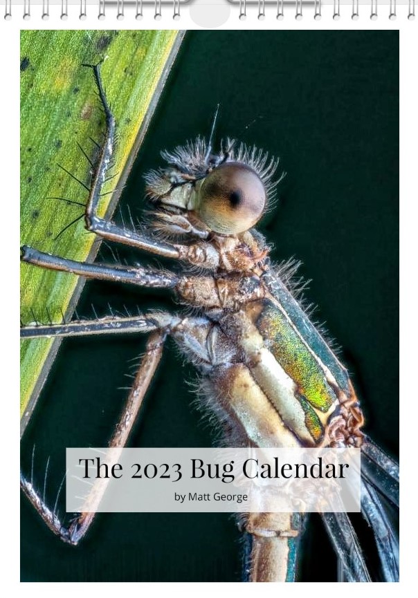 A c2023 calendar of close-up macro insect photography. This is the front cover, featuring a female emerald damselfly 