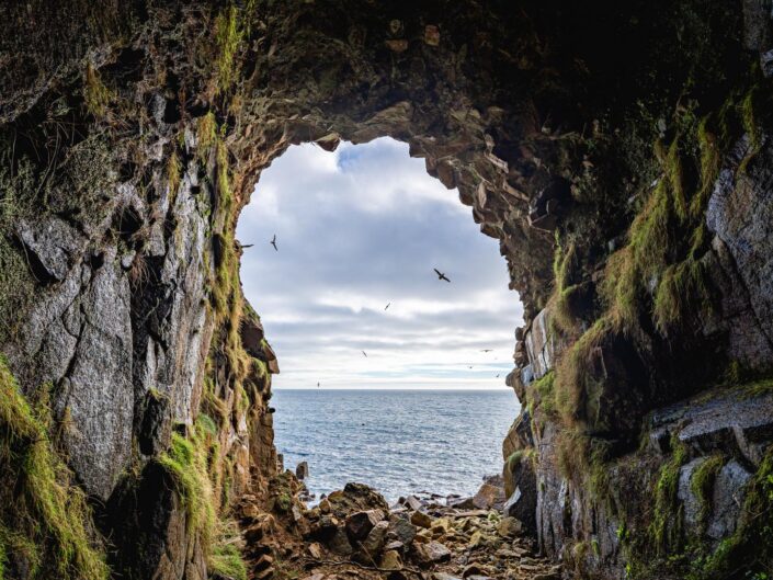 Fulmars wheel around the mouth of Mousehole Cave, Cornwall.