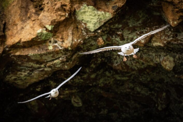 A pair of fulmars fly in formation in fron of a sea cave.