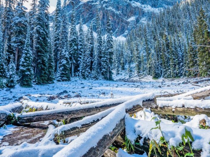Fallen timber covered in light snow in front of Storm Mountain, Canadian Rockies, Alberta, Canada.