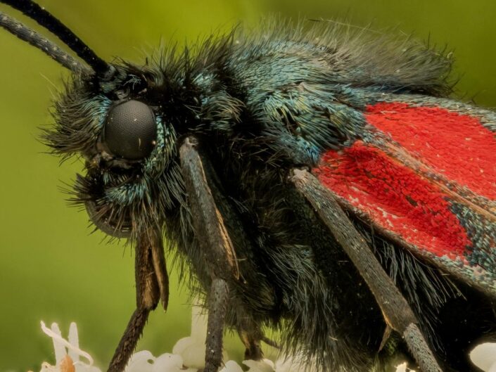 Extreme mcari close-up of a six-spot burnet moth