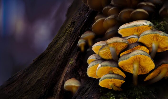 A cluster of velvet shank mushrooms on a tree light-painted and appearing to glow in the dark. Macro mushroom photography.