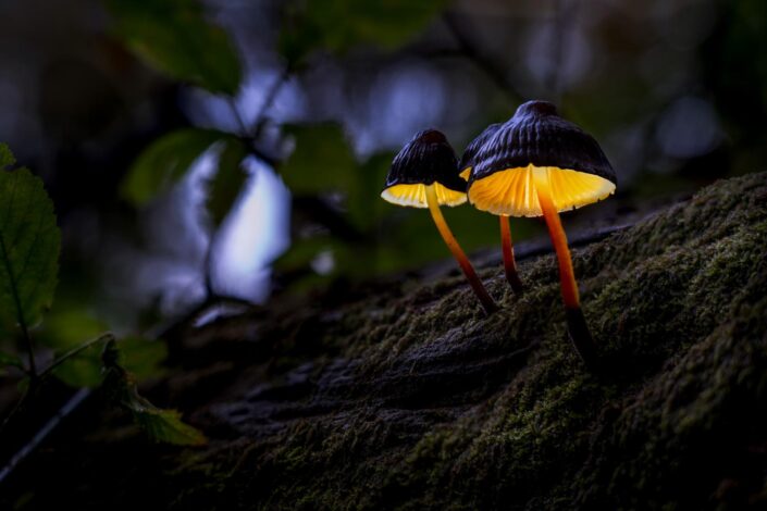 A trio of fairy inkcaps growing on a log in a forest, glowing in the darkness. Light-painted macro mushroom photography.