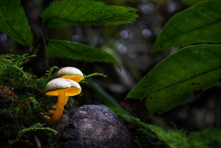 A pair of glowing velvet shank mushroom nestled between foliage in a dark forest scene