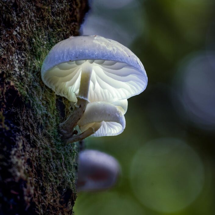 Mushroom light-painting macro photography by Matt George