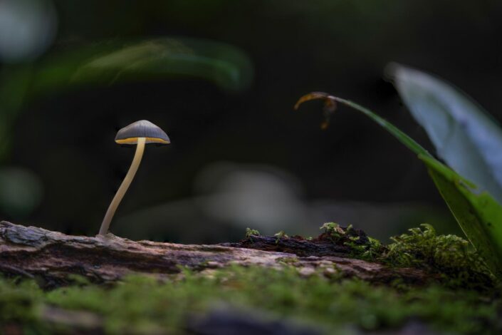 A tiny fairy inkcap mushroom on its own glowing in the dark in a Cornish forest